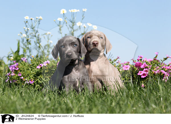 2 Weimaraner Puppies / JH-24824