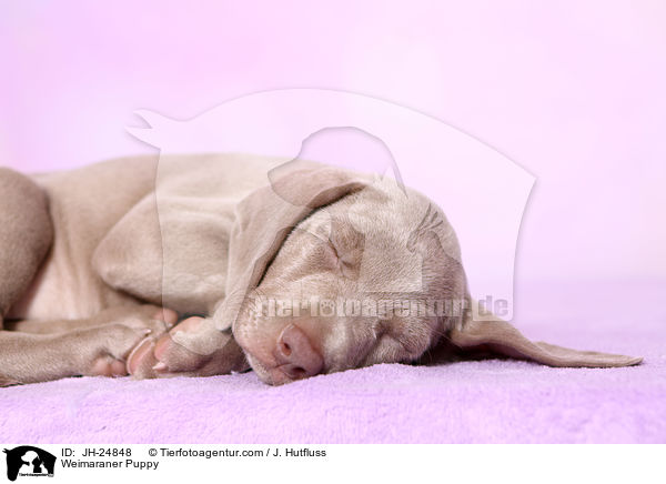 Weimaraner Welpe / Weimaraner Puppy / JH-24848
