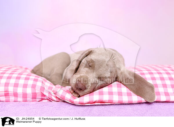 Weimaraner Welpe / Weimaraner Puppy / JH-24854