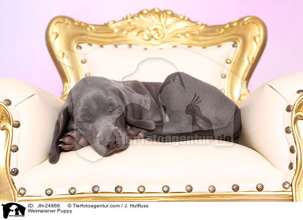 Weimaraner Welpe / Weimaraner Puppy / JH-24866