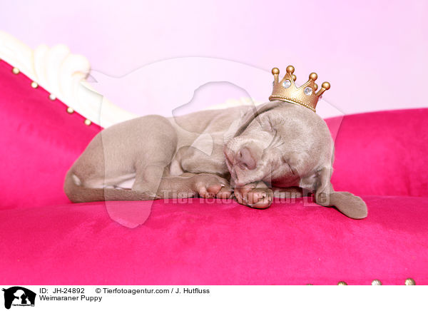 Weimaraner Welpe / Weimaraner Puppy / JH-24892