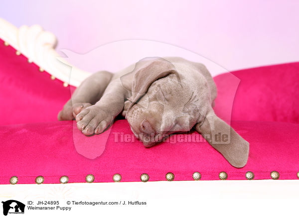 Weimaraner Welpe / Weimaraner Puppy / JH-24895
