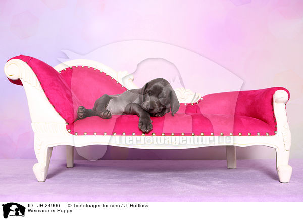 Weimaraner Welpe / Weimaraner Puppy / JH-24906