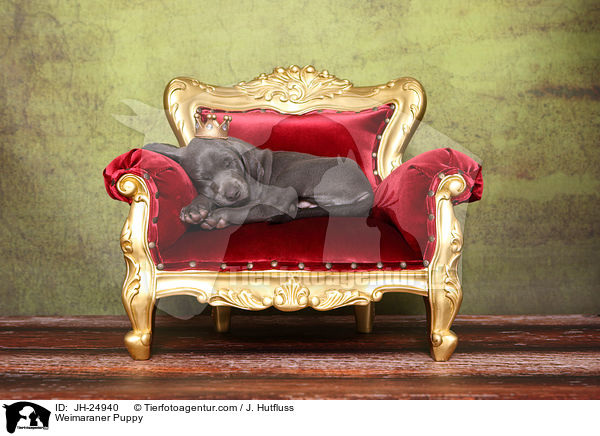 Weimaraner Welpe / Weimaraner Puppy / JH-24940