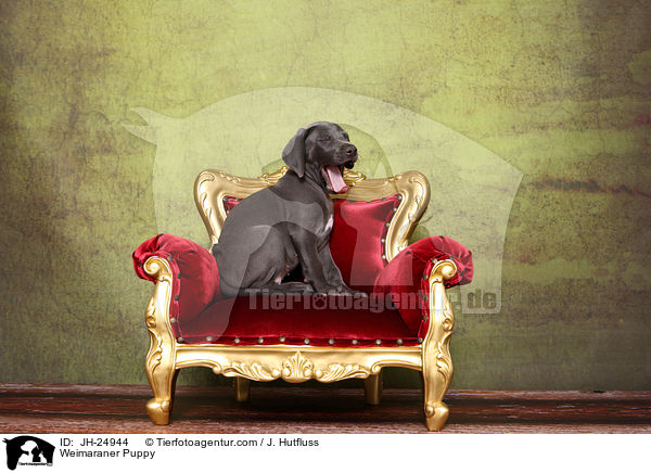 Weimaraner Welpe / Weimaraner Puppy / JH-24944