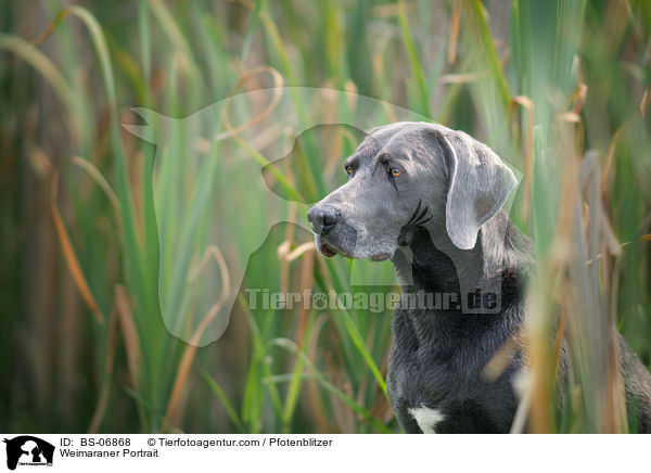 Weimaraner Portrait / Weimaraner Portrait / BS-06868