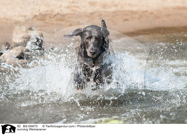 rennender Weimaraner / running Weimaraner / BS-06870