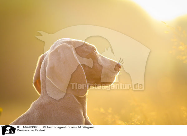 Weimaraner Portrait / Weimaraner Portrait / MW-03363