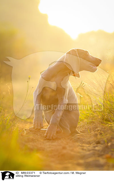 sitzender Weimaraner / sitting Weimaraner / MW-03371