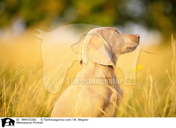 Weimaraner Portrait / Weimaraner Portrait / MW-03380