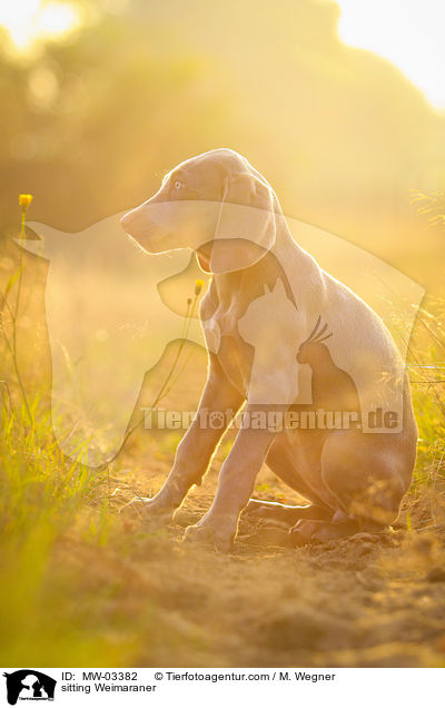 sitzender Weimaraner / sitting Weimaraner / MW-03382