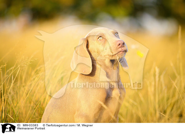 Weimaraner Portrait / Weimaraner Portrait / MW-03383