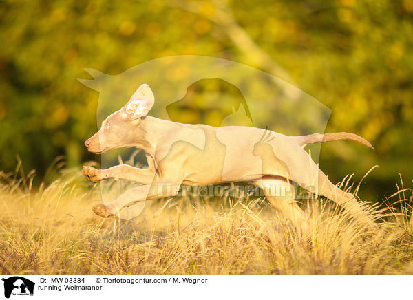 rennender Weimaraner / running Weimaraner / MW-03384