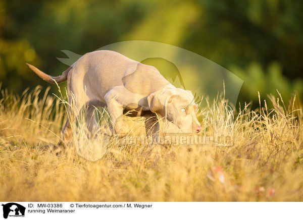 rennender Weimaraner / running Weimaraner / MW-03386