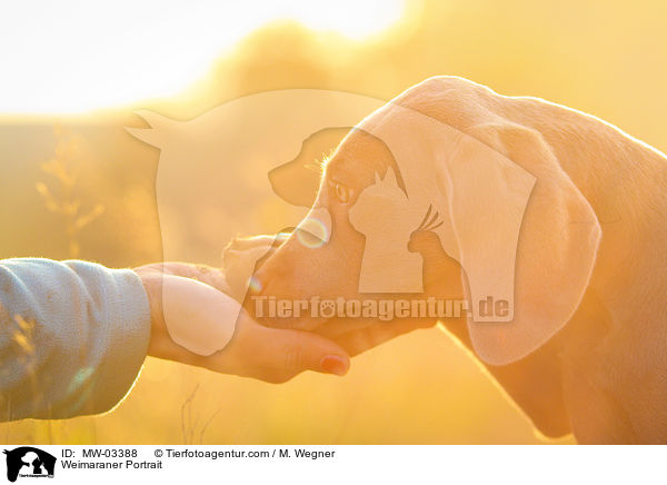 Weimaraner Portrait / Weimaraner Portrait / MW-03388