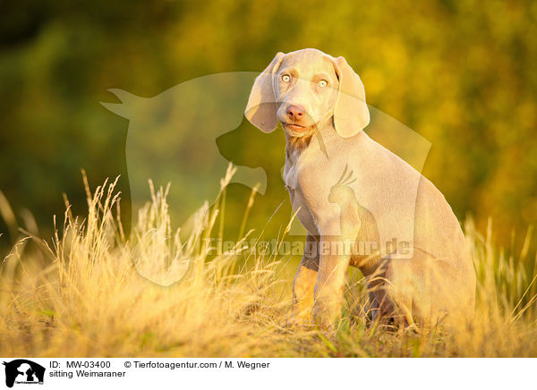 sitzender Weimaraner / sitting Weimaraner / MW-03400