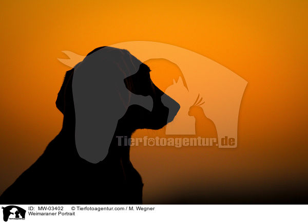 Weimaraner Portrait / Weimaraner Portrait / MW-03402