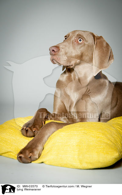 liegender Weimaraner / lying Weimaraner / MW-03570