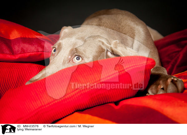 liegender Weimaraner / lying Weimaraner / MW-03576
