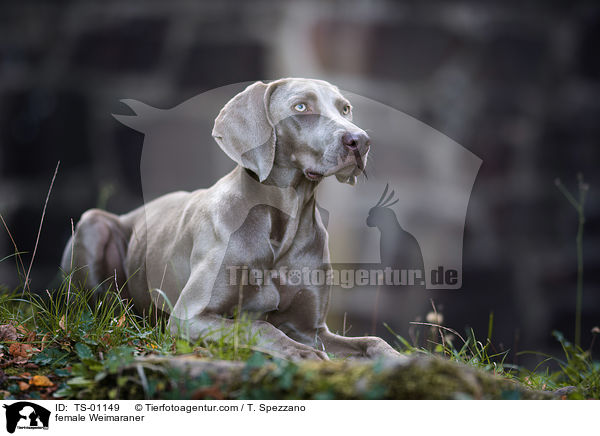 Weimaraner Hndin / female Weimaraner / TS-01149