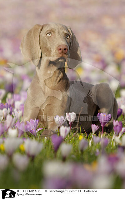 liegender Weimaraner / lying Weimaraner / EHO-01186