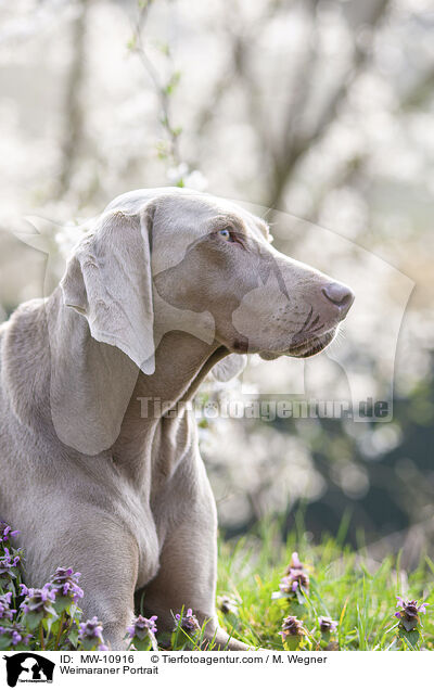 Weimaraner Portrait / Weimaraner Portrait / MW-10916