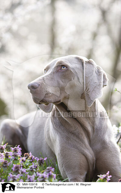 Weimaraner Portrait / Weimaraner Portrait / MW-10918