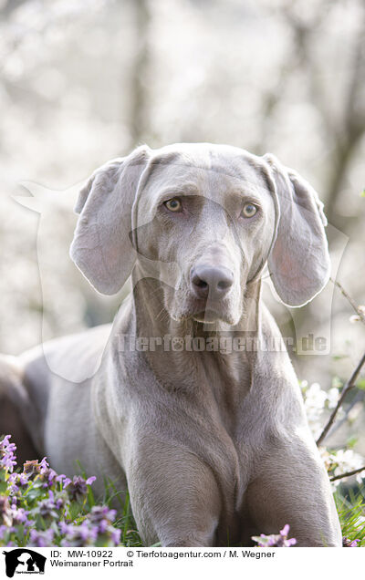 Weimaraner Portrait / Weimaraner Portrait / MW-10922