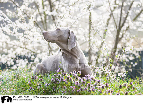 liegender Weimaraner / lying Weimaraner / MW-10923