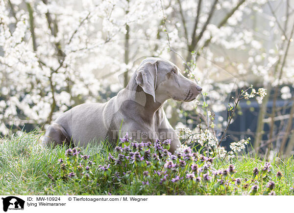 liegender Weimaraner / lying Weimaraner / MW-10924