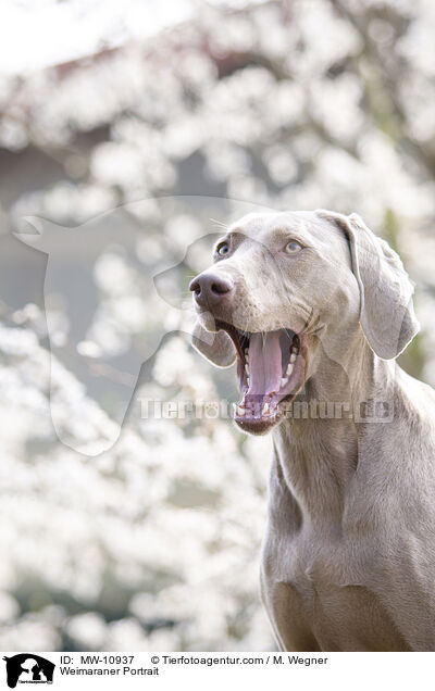 Weimaraner Portrait / Weimaraner Portrait / MW-10937