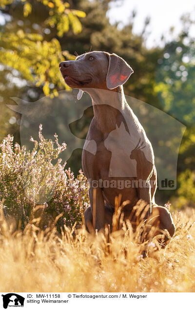sitzender Weimaraner / sitting Weimaraner / MW-11158