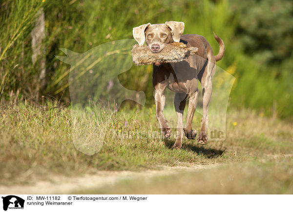 rennender Weimaraner / running Weimaraner / MW-11182