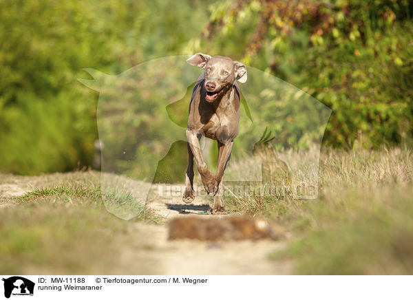 rennender Weimaraner / running Weimaraner / MW-11188