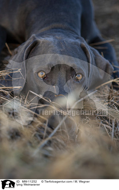 blauer Weimaraner / lying Weimaraner / MW-11252