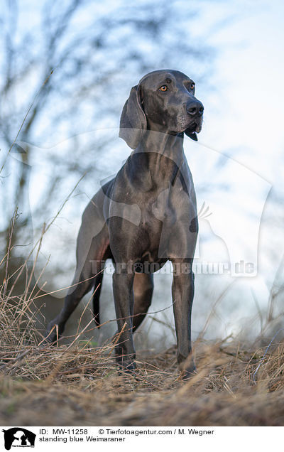 stehender blauer Weimaraner / standing blue Weimaraner / MW-11258