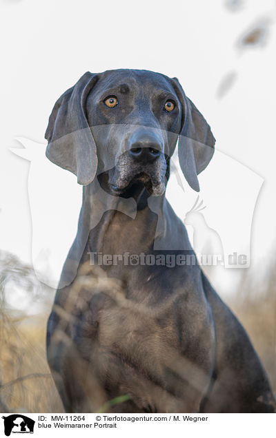 blauer Weimaraner Portrait / blue Weimaraner Portrait / MW-11264