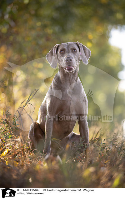 sitzender Weimaraner / sitting Weimaraner / MW-11564