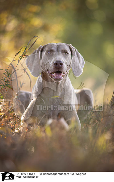 liegender Weimaraner / lying Weimaraner / MW-11567