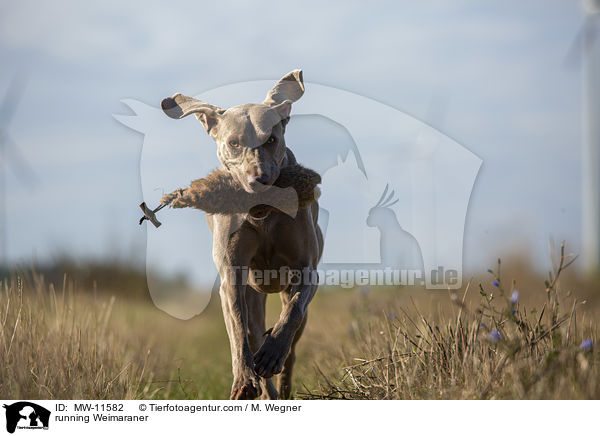 rennender Weimaraner / running Weimaraner / MW-11582