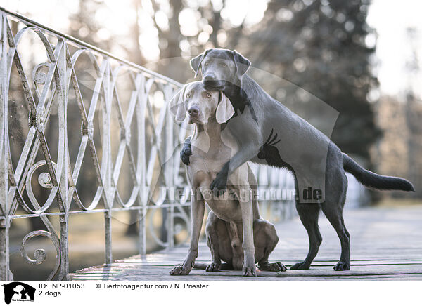 2 dogs / NP-01053