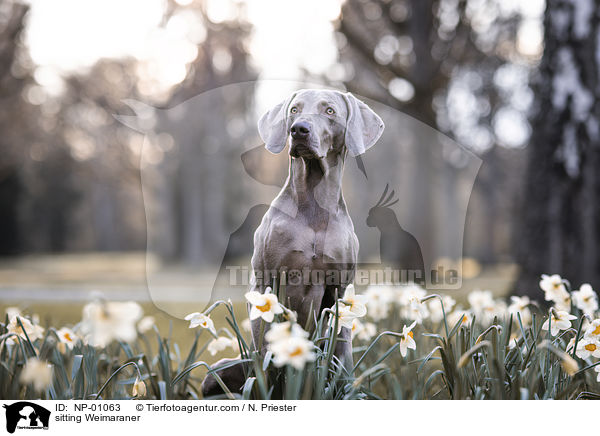 sitzender Weimaraner / sitting Weimaraner / NP-01063