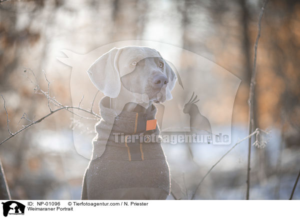 Weimaraner Portrait / Weimaraner Portrait / NP-01096