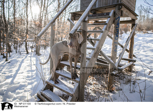 Weimaraner / Weimaraner / NP-01100