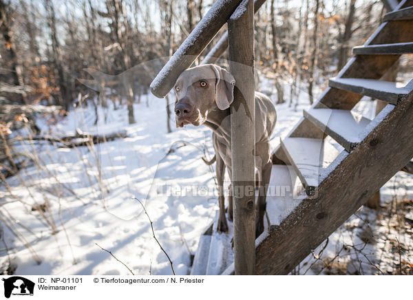 Weimaraner / Weimaraner / NP-01101