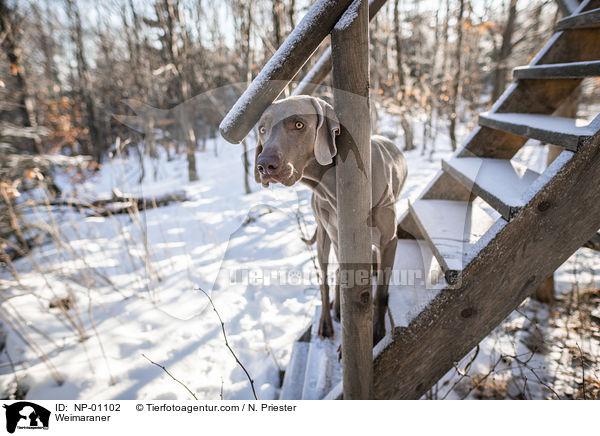 Weimaraner / Weimaraner / NP-01102