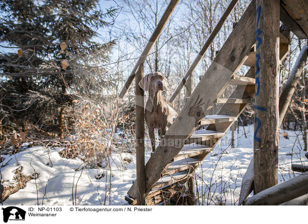 Weimaraner / Weimaraner / NP-01103