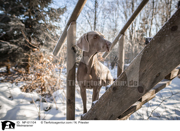 Weimaraner / Weimaraner / NP-01104