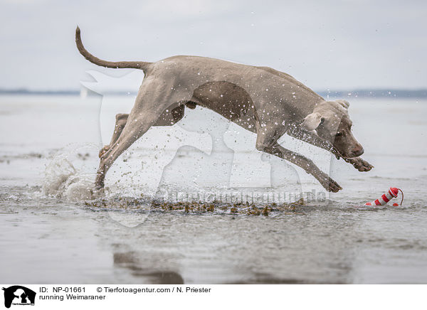 rennender Weimaraner / running Weimaraner / NP-01661