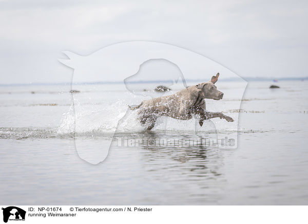 rennender Weimaraner / running Weimaraner / NP-01674